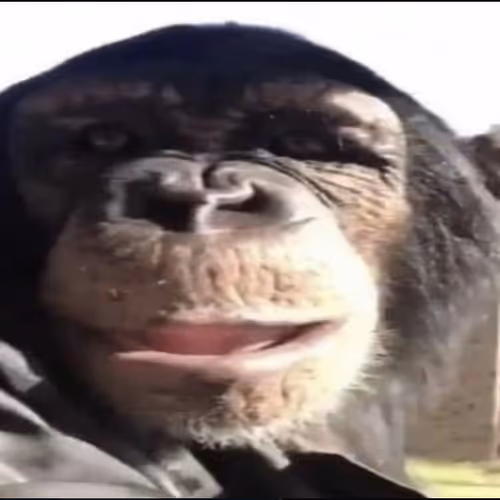 el monke collection