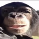 el monke collection