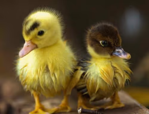 cute birds