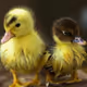cute birds