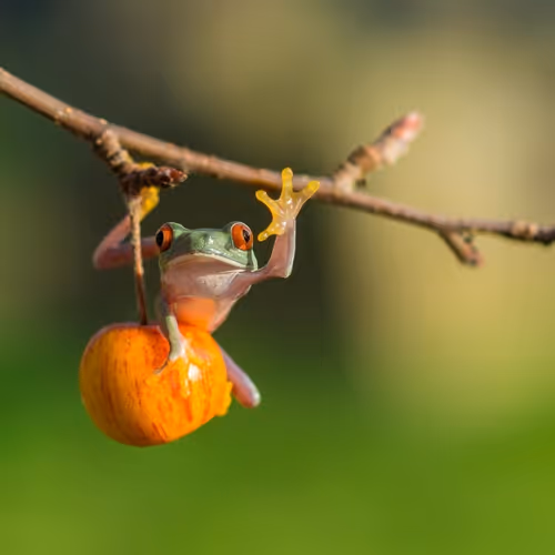 pepe