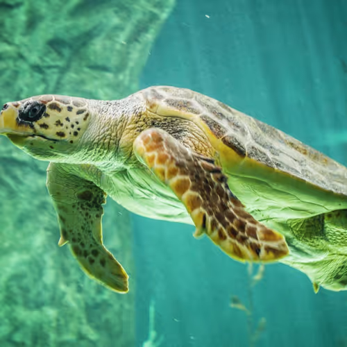 Sea turtle