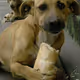 Dog is eatting bread