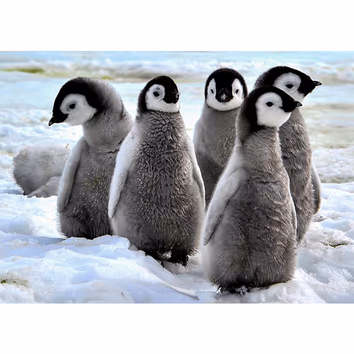 Baby Pinguins