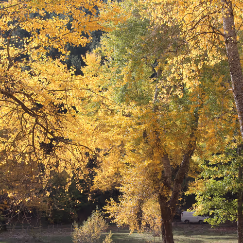 Golden Autumn Day