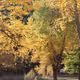 Golden Autumn Day