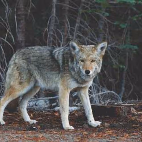 Soya solved nitrogen fawns surfer