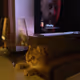Wine Troubled Cat