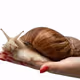 snail2