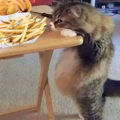 Feline Fries Fiesta