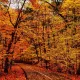 autumn cyber