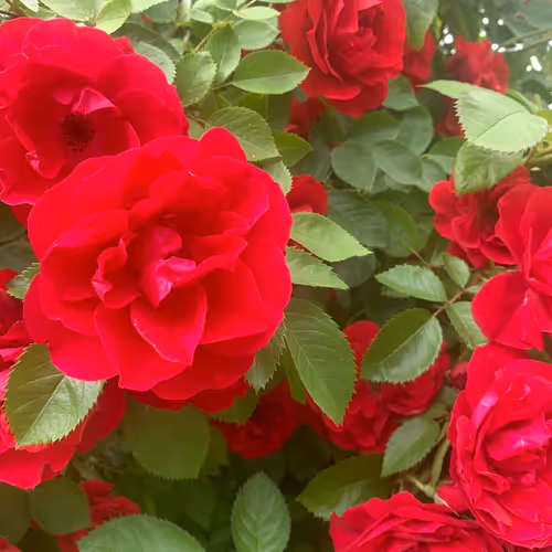 Rose Zorb
