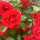 Rose Zorb