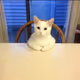 Cat is Cute.