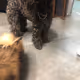 Doggy