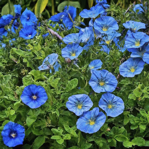 Blue flowers
