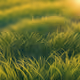 Touch Grass
