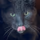 Goofy cat