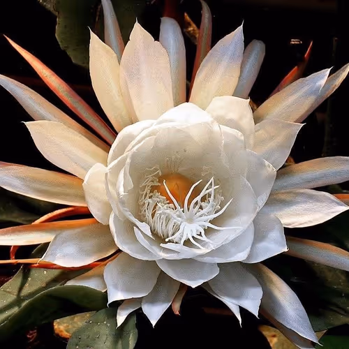 Poisonous flower
