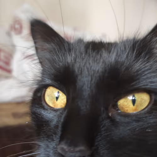 my cat