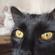 my cat