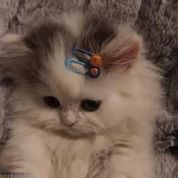 Catii