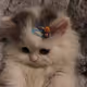 Catii