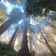 trees