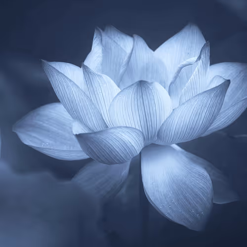 White Lotus
