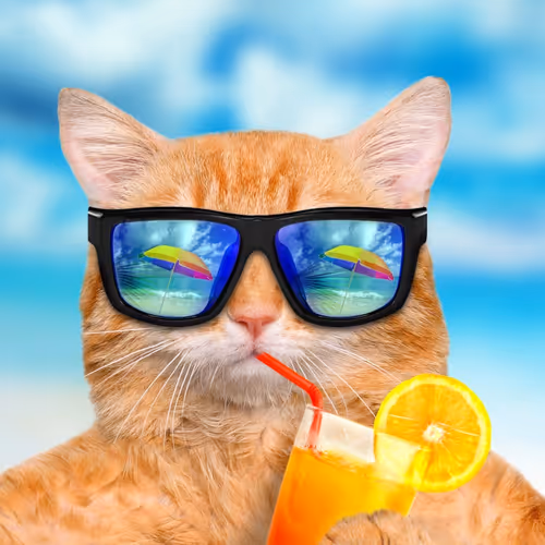 Cat on the chill