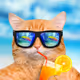 Cat on the chill