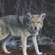 Posting