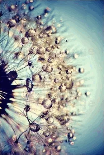 macro collection