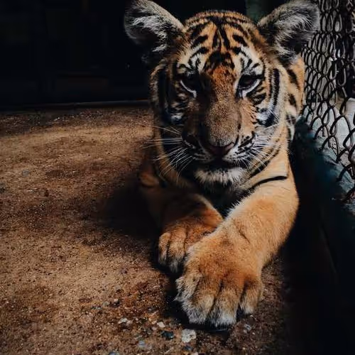 Manga Mediterranean Discretion