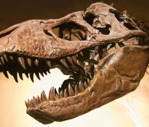 Trex