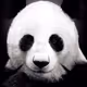 Ponda