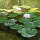 Water Lily