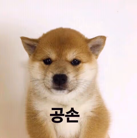 cute dog