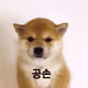 cute dog