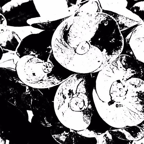 Creativity Collection.AK