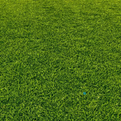 grass