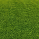 grass