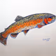 Trout
