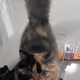 Lovely cat