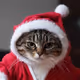 Santa Claus Cat