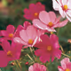 cosmos flower