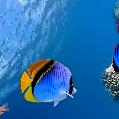 fish