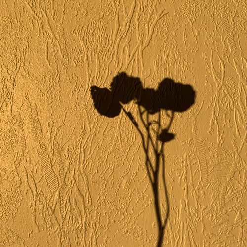 Flower on a wall