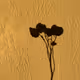 Flower on a wall