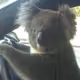 Crazyyy Driver